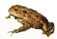 Kroete
