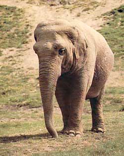 asiatischer Elefant