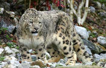 Schneeleopard Zoo Z&uuml;rich