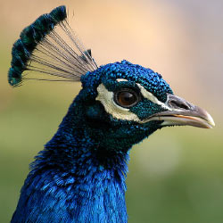Pfau