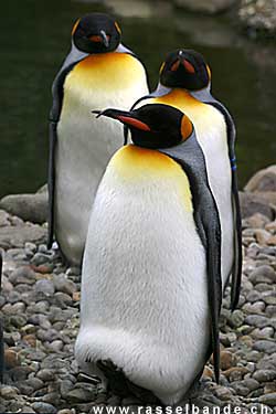 K&ouml;nigspinguine