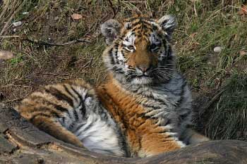 Tigerbaby Zoo Z&uuml;rich